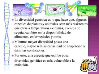  La diversidad genética es lo que hace que, algunas
  especies de plantas y animales sean más resistentes
  que otras a temperaturas extremas, eventos de
  sequía, cambios en la disponibilidad de
  alimentos, enfermedades y otros.
 Mientras mayor diversidad posea una
  especie, mayor será su capacidad de adaptación a
  distintas condiciones.
 Por esto, una especie que exhibe poca
  diversidad genética es más vulnerable a la
  extinción.
 