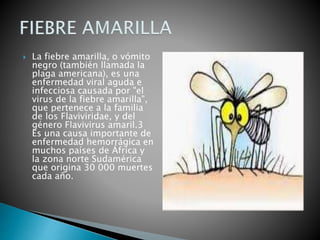  La fiebre amarilla, o vómito 
negro (también llamada la 
plaga americana), es una 
enfermedad viral aguda e 
infecciosa causada por "el 
virus de la fiebre amarilla", 
que pertenece a la familia 
de los Flaviviridae, y del 
género Flavivirus amaril.3 
Es una causa importante de 
enfermedad hemorrágica en 
muchos países de África y 
la zona norte Sudamérica 
que origina 30 000 muertes 
cada año. 
 