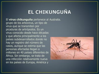 El virus chikunguña pertenece al 
grupo de los arbovirus, un tipo de 
virus que se transmiten por 
picaduras de artrópodos. Es un 
virus conocido desde hace décadas 
y que afecta principalmente a los 
países subdesarrollados donde no 
hay un registro del número de 
casos, aunque se estima que las 
personas afectadas llegan a 
millones en 40 países diferentes de 
África. Sin embargo, se trata de 
una infección relativamente nueva 
en los países de Europa, América y 
Australia. 
 