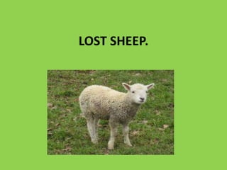 LOST SHEEP.

 
