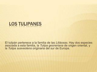 LOS TULIPANES
El tulipán pertenece a la familia de las Liliáceas. Hay dos especies
asociada a esta familia, la Tulipa gesneriana de origen oriental, y
la Tulipa suaveolens originaria del sur de Europa.
 