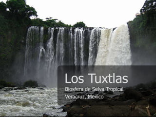 Los Tuxtlas Biosfera de Selva Tropical Veracruz, Mexico 