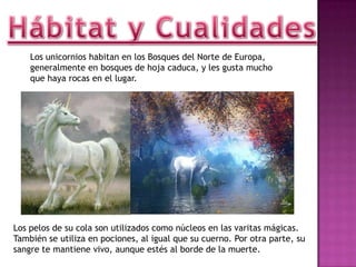 Hábitat y CualidadesLos unicornios habitan en los Bosques del Norte de Europa, generalmente en bosques de hoja caduca, y les gusta mucho que haya rocas en el lugar.Los pelos de su cola son utilizados como núcleos en las varitas mágicas. También se utiliza en pociones, al igual que su cuerno. Por otra parte, su sangre te mantiene vivo, aunque estés al borde de la muerte.