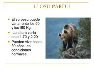 L’ OSU PARDU El so pesu puede variar ente los 60 y los160 Kg. La altura varía ente 1,70 y 2,20  Pueden vivir hasta 30 años, en condiciones normales.  