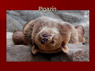 Pigazín 