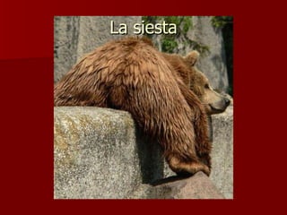 La siesta 