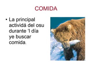 COMIDA La principal actividá del osu durante ‘l día ye buscar comida .  