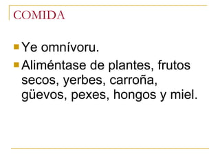 COMIDA Ye omnívoru. Aliméntase de plantes, frutos secos, yerbes, carroña, güevos, pexes, hongos y miel. 