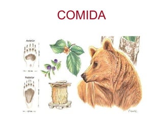 COMIDA 