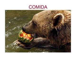 COMIDA 