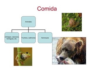 Comida Animales Llimiagos, cascoxos, formigues, etc. Truches y salmones Xaronques 