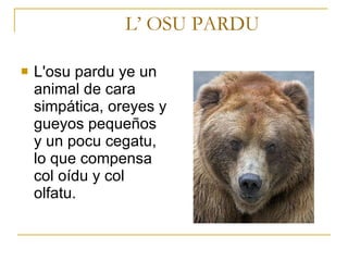 L’ OSU PARDU L'osu pardu ye un animal de cara simpática, oreyes y gueyos pequeños y un pocu cegatu, lo que compensa col oídu y col olfatu.   