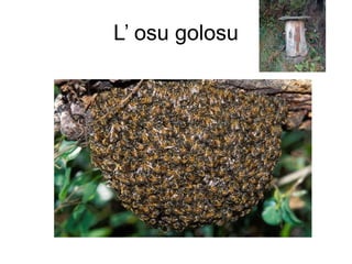 L’ osu golosu 