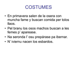 COSTUMES En primavera salen de la osera con muncha fame y buscan comida per tolos llaos. Pel branu los osos machos buscan a les femes p’ aparease. Na seronda l’ osu prepárase pa ibernar. N’ iviernu nacen los esbardos. 