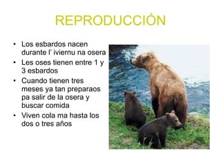 REPRODUCCIÓN Los esbardos nacen durante l’ iviernu na osera Les oses tienen entre 1 y 3 esbardos Cuando tienen tres meses ya tan preparaos pa salir de la osera y buscar comida Viven cola ma hasta los dos o tres años 