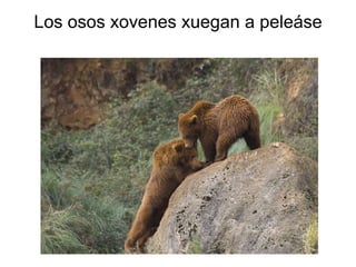 Los osos xovenes xuegan a peleáse 