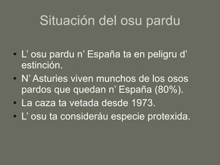 Situación del osu pardu L’ osu pardu n’ España ta en peligru d’ estinción. N’ Asturies viven munchos de los osos pardos que quedan n’ España (80%). La caza ta vetada desde 1973. L’ osu ta consideráu especie protexida. 