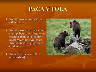 PACA Y TOLA Son dos oses famoses que salen na tv. Son dos oses hermanes que s’ atopaben soles porque un cazador mató a la madre y agora viven nos Valles de Trubia ónde los guardes les cuiden. Tienen 20 años y Tola va tener esbardos. 