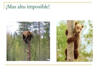 ¡Mas altu imposible! 