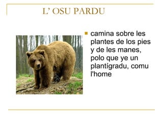 L’ OSU PARDU camina sobre les plantes de los pies y de les manes, polo que ye un plantígradu, comu l'home   