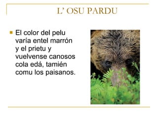 L’ OSU PARDU El color del pelu varía entel marrón y el prietu y vuelvense canosos cola edá, tamién comu los paisanos.  