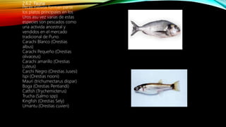 2.6.2 Fauna
Peces nativos forman parte
los platos principales en los
Uros asu vez varias de estas
especies son pescados como
una activida ancestral y
vendidos en el mercado
tradicional de Puno.
Carachi Blanco (Orestias
albus)
Carachi Pequeño (Orestias
olivaceus)
Carachi amarillo (Orestias
Luteus)
Carchi Negro (Orestias Jusesi)
Ispi (Orestias nooni)
Mauri (trichumectarus dispar)
Boga (Orestias Pentiandi)
Catfish (Trychemicterus)
Trucha (Salmo spp)
Kingfish (Orestias Sely)
Umantu (Orestias cuvieri)
 