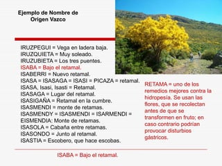 IRUZPEGUI = Vega en ladera baja.
IRUZQUIETA = Muy soleado.
IRUZUBIETA = Los tres puentes.
ISABA = Bajo el retamal.
ISABERRI = Nuevo retamal.
ISASA = ISASAGA = ISASI = PICAZA = retamal.
ISASA, Isasi, Isasti = Retamal.
ISASAGA = Lugar del retamal.
ISASIGAÑA = Retamal en la cumbre.
ISASMENDI = monte de retamas.
ISASMENDY = ISASMENDI = ISARMENDI =
EISMENDIA: Monte de retamas.
ISASOLA = Cabaña entre retamas.
ISASONDO = Junto al retamal.
ISASTIA = Escobero, que hace escobas.
ISABA = Bajo el retamal.
RETAMA = uno de los
remedios mejores contra la
hidropesía. Se usan las
flores, que se recolectan
antes de que se
transformen en fruto; en
caso contrario podrían
provocar disturbios
gástricos.
Ejemplo de Nombre de
Origen Vazco
 