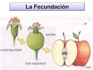 La Fecundación31