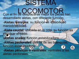 SISTEMA
LOCOMOTORCon el fin de desplazarse mejor los peces han
desarrollado aletas, con diferente función:
-Aletas dorsales: su función es estabilidad
maniobrabilidad.
-Aleta caudal: ubicada en la cola, su función es
impulsar el nado.
-Aletas anales: función estabilizadora.
-Aletas pectorales: detrás de las branquias,
función estabilizadora.
-Aletas pélvicas o ventrales: ventrales a las
aletas pectorales.
 