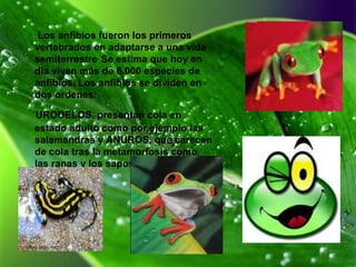 Los anfibios fueron los primeros
vertebrados en adaptarse a una vida
semiterrestre.
Se estima que hoy en
día viven más de 6.000 especies de
anfibios. Los anfibios se dividen en
dos ordenes:
URODELOS, presentan cola en
estado adulto como por ejemplo las
salamandras y ANUROS, que carecen
de cola tras la metamorfosis como
las ranas y los sapos.
 