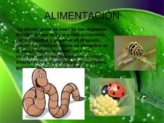 ALIMENTACIÓN
La alimentación se basa en los vegetales
durante la fase larvaria y está compuesta
por artrópodos y gusanos en el estado
adulto. La principal fuente de alimentos en
el estado adulto la constituyen los
insectos, como los coleópteros, y otros
invertebrados, como orugas de mariposa,
gusanos de tierra y arácnidos.
 