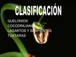 QUELONIOS
COCODRILIANOS
LAGARTOS Y SERPIENTES
TUATARAS
 