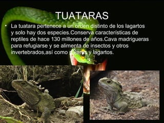 TUATARAS
• La tuatara pertenece a un orden distinto de los lagartos
y solo hay dos especies.Conserva características de
reptiles de hace 130 millones de años.Cava madrigueras
para refugiarse y se alimenta de insectos y otros
invertebrados,así como pájaros y lagartos.
 