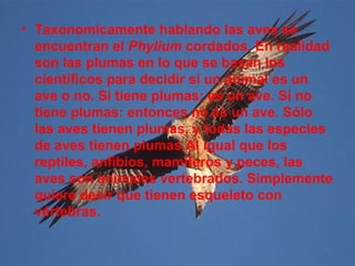 • Taxonomicamente hablando las aves se
encuentran el Phylium cordados. En realidad
son las plumas en lo que se basan los
científicos para decidir si un animal es un
ave o no. Si tiene plumas: es un ave. Si no
tiene plumas: entonces no es un ave. Sólo
las aves tienen plumas, y todas las especies
de aves tienen plumas.Al igual que los
reptiles, anfibios, mamíferos y peces, las
aves son animales vertebrados. Simplemente
quiere decir que tienen esqueleto con
vértebras.
 