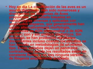 • Hoy en día La clasificación de las aves es un
asunto disputado. Han sido numerosas y
divergentes las filogenias de Aves
propuestas. Han estado basadas en
metodologías diversas y aplicadas con
amplitudes dispares, que generalmente han
usado alternativamente morfología,
secuencias de ADN mitocondrial o de ADN
nuclear; con y sin análisis cladísticos. Sin
embargo, se han producido resultados
discordantes incluso cuando los estudios se
han basado en metodologías de un mismo
tipo. Estos estudios dejan un panorama
contradictorio donde los resultados están en
constante fluidez y no hay ninguna versión
de filogenia ampliamente aceptada.
 