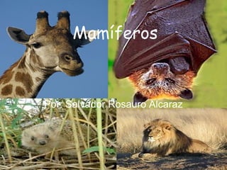 Mamíferos
Por: Salvador Rosauro Alcaraz
 