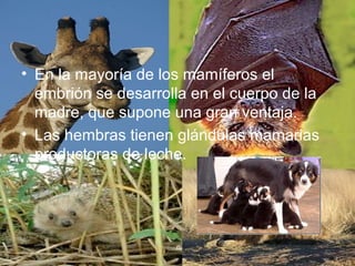 • En la mayoría de los mamíferos el
embrión se desarrolla en el cuerpo de la
madre, que supone una gran ventaja.
• Las hembras tienen glándulas mamarias
productoras de leche.
 