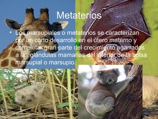 Metaterios
• Los marsupiales o metaterios se caracterizan
por un corto desarrollo en el útero materno y
completar gran parte del crecimiento agarrados
a las glándulas mamarias del interior de la bolsa
marsupial o marsupio.
 