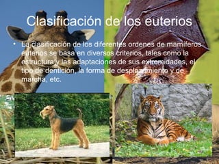 Clasificación de los euterios
• La clasificación de los diferentes ordenes de mamíferos
euterios se basa en diversos criterios, tales como la
estructura y las adaptaciones de sus extremidades, el
tipo de dentición, la forma de desplazamiento y de
marcha, etc.
 
