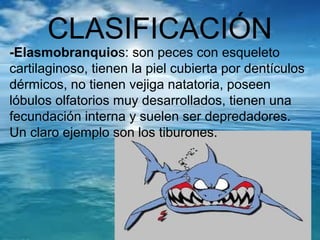 CLASIFICACIÓN
-Elasmobranquios: son peces con esqueleto
cartilaginoso, tienen la piel cubierta por dentículos
dérmicos, no tienen vejiga natatoria, poseen
lóbulos olfatorios muy desarrollados, tienen una
fecundación interna y suelen ser depredadores.
Un claro ejemplo son los tiburones.
 