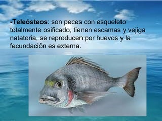 -Teleósteos: son peces con esqueleto
totalmente osificado, tienen escamas y vejiga
natatoria, se reproducen por huevos y la
fecundación es externa.
 