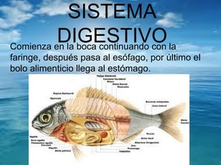 SISTEMA
DIGESTIVOComienza en la boca continuando con la
faringe, después pasa al esófago, por último el
bolo alimenticio llega al estómago.
 