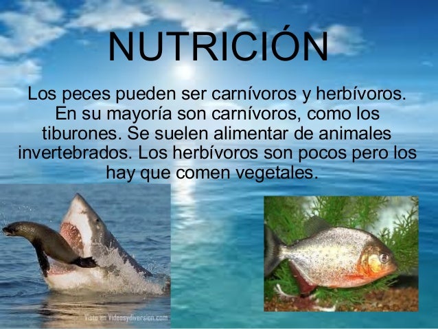 Los vertebrados