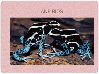 ANFIBIOS frgdyeing.jpg 