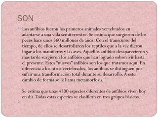 SON Los anfibios fueron los primeros animales vertebrados en adaptarse a una vida semiterrestre . Se estima que surgieron de los peces hace unos 360 millones de años. Con el transcurso del tiempo, de ellos se desarrollaron los reptiles que a la vez dieron lugar a los mamíferos y las aves. Aquellos anfibios desaparecieron y más tarde surgieron los anfibios que han logrado sobrevivir hasta el presente. Estos “nuevos” anfibios son los que tratamos aquí. En diferencia a los otros vertebrados, los anfibios se distinguen por sufrir una transformación total durante su desarrollo. A este cambio de forma se le llama metamorfosis. Se estima que unas 4300 especies diferentes de anfibios viven hoy en día. Todas estas especies se clasifican en tres grupos básicos. 