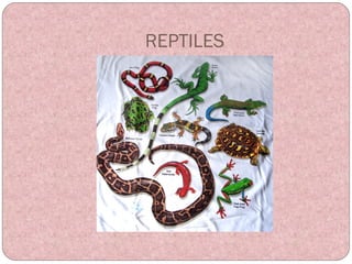 REPTILES reptiles-973607.jpg 