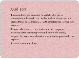 ¿Qué son? Los mamíferos son una clase de vertebrados que se caracterizan sobre todo por que las madres alimentan a sus crías a través de las mamas. De esta característica les viene su nombre. Esto se debe a que al tratarse de animales complejos, necesitan estar mas tiempo dependiendo de la madre, después de nacer, para adquirir conocimientos propios de esa especie. Es decir nacen inmaduros. 