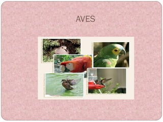 AVES aves.jpg 