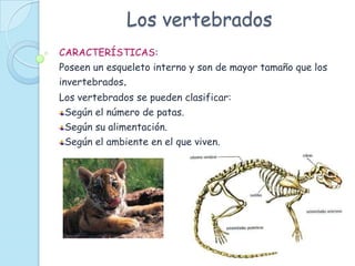 Los vertebrados
CARACTERÍSTICAS:
Poseen un esqueleto interno y son de mayor tamaño que los
invertebrados.
Los vertebrados se pueden clasificar:
 Según el número de patas.
 Según su alimentación.
 Según el ambiente en el que viven.
 