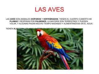 LAS AVES 
LAS AVES SON ANIMALES OVÍPAROS Y VERTEBRADOS. TIENEN EL CUERPO CUBIERTO DE 
PLUMAS Y RESPIRAN POR PULMONES. LA MAYORÍA SON TERRESTRES Y PUEDEN 
VOLAR, Y ALGUNAS PASAN MUCHO TIEMPO NADANDO Y ALIMENTÁNDOSE EN EL AGUA. 
TIENEN ALAS PARA VOLAR Y UN PICO SIN DIENTES PARA ALIMENTARSE. 
 